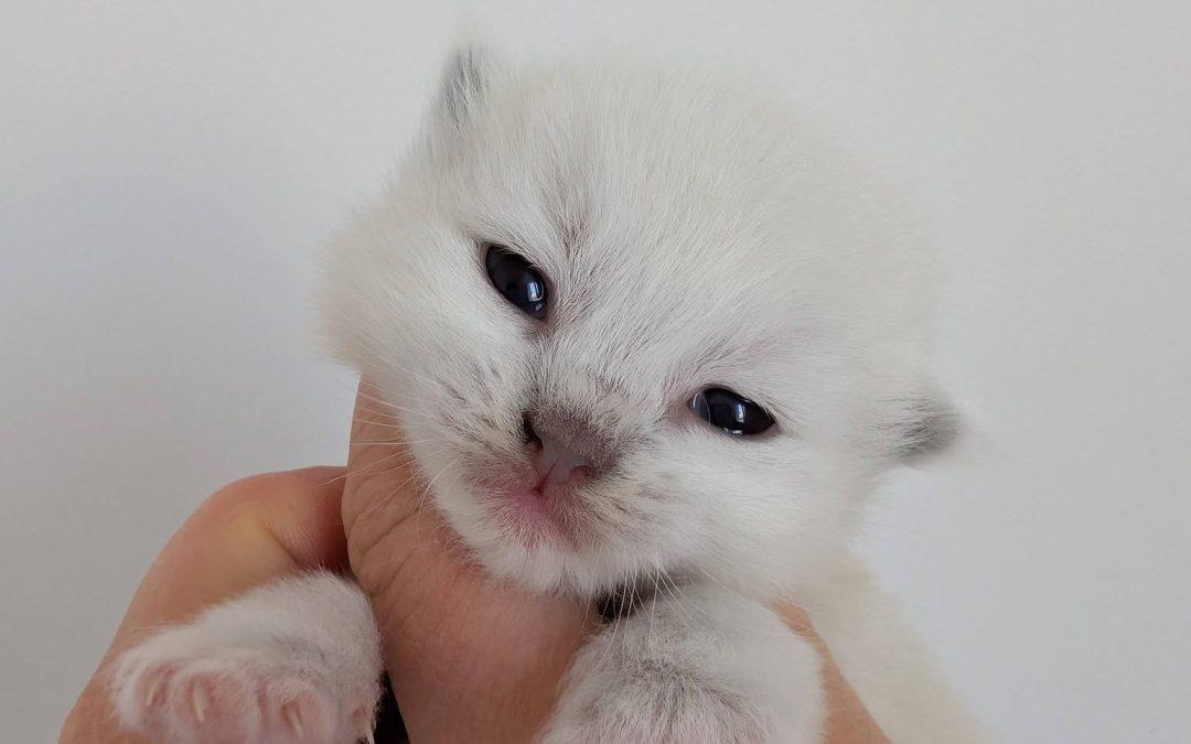 5 chatons Ragdoll – 10/04/2026