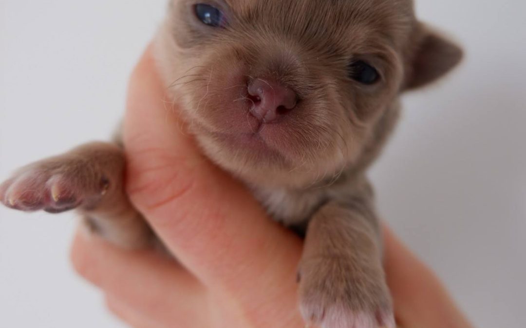 3 chiots Chihuahua – 17/03/2026